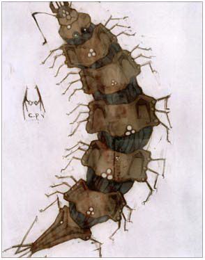 Argiope Card
