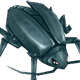 Thief Bug Male