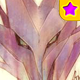Horong ★ Card
