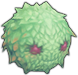 Rafflesia