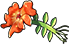 Flame Orchid