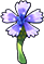 Cornflower