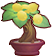 Witch Fruit