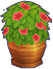 · Enthusiastic fans flower clusters lip