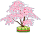 Bonsai, bamboo cherry on