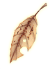 Fantasy Leaf