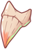 Bone Teeth