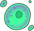 Unicellular
