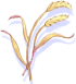 Golden Rice