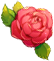 Innocent Rose