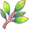 Evergreen Mistletoe